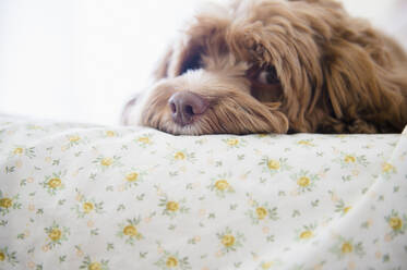 Close up of dog laying on bed - BLEF10152