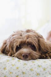 Close up of dog laying on bed - BLEF10153