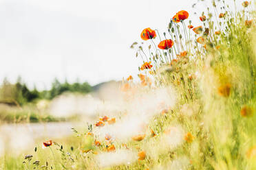 Frische Mohnblumen blühen auf einem Feld gegen den Himmel an einem sonnigen Tag - MJF02366