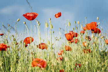Close-up of fresh poppy flowers blooming on field against sky during sunny day - MJF02367