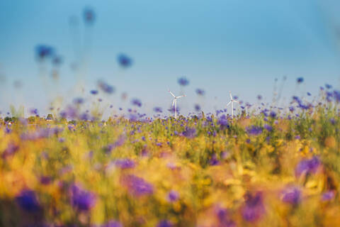 Entfernte Ansicht von Weinturbinen auf einem Kornblumenfeld vor blauem Himmel, lizenzfreies Stockfoto