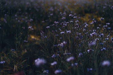 Vollbildaufnahme von frisch blühenden Kornblumen auf einem Feld - MJF02369