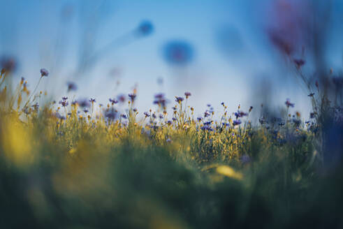 Frische Kornblumen auf einem Feld vor blauem Himmel - MJF02370