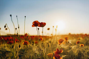 Close-up of fresh poppy flowers blooming on field against sky during sunset - MJF02372