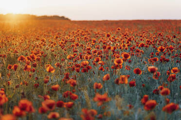 Scenic Blick auf frische Mohnblumen blühen auf Feld gegen den Himmel bei Sonnenuntergang - MJF02373