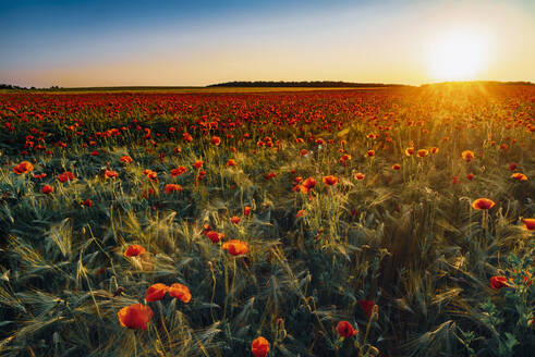 Idyllischer Blick auf frische Mohnblumen, die auf einem Feld gegen den Himmel bei Sonnenuntergang blühen - MJF02374