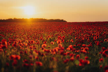 Scenic Blick auf frische Mohnblumen auf dem Feld gegen orange Himmel bei Sonnenuntergang - MJF02375