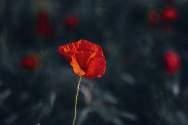 Close-up of fresh poppy flower blooming on field during sunset - MJF02376