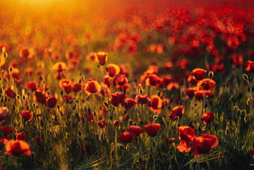 Vollbildaufnahme von frischen Mohnblumen, die bei Sonnenuntergang auf einem Feld blühen - MJF02377