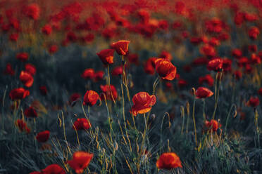 Full frame shot of fresh poppy flowers on field during sunset - MJF02378