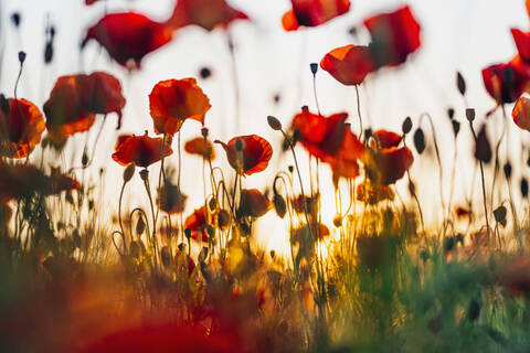 Close-up of fresh poppy flowers blooming against sky during sunset stock photo