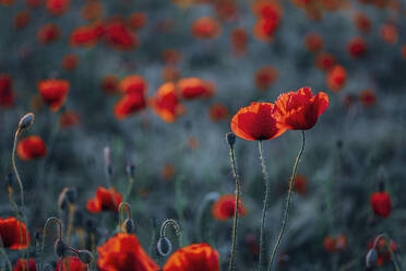 Close-up of fresh poppy flowers on field during sunset - MJF02380