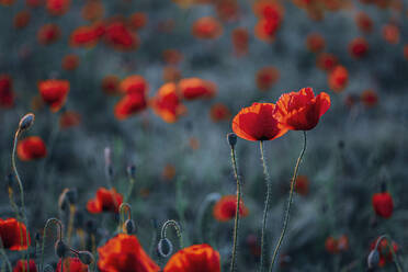 Nahaufnahme von frischen Mohnblumen auf einem Feld bei Sonnenuntergang - MJF02380