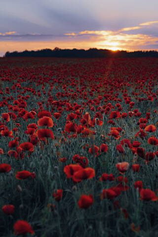 Frische orange Mohnblumen blühen auf dem Feld gegen den Himmel bei Sonnenuntergang, lizenzfreies Stockfoto