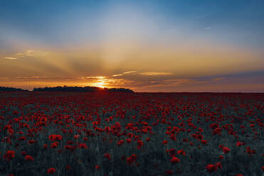 Poppy flowers blooming on field against sky during sunset - MJF02383