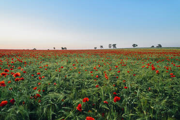 Fresh orange poppy flowers blooming on field against blue sky - MJF02384