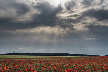 Idyllic shot of poppy flowers on field against cloudy sky during sunset - MJF02403