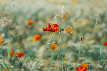 Close-up of fresh poppy flowers on field - MJF02404