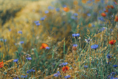 Hohe Winkel Ansicht von frischen Mohnblumen auf Feld, lizenzfreies Stockfoto