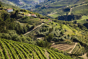 High angle view of vineyards on hills in valley - FCF01754