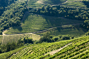 Hoher Blickwinkel auf grüne Weinberge auf Hügeln im Tal - FCF01755