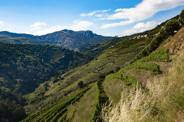 Idyllic view of vineyards on hills against blue sky - FCF01756