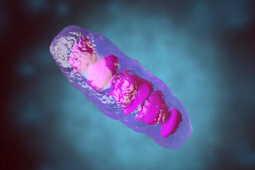 3D rendered Illustration, visualization of a anatomically correct Mitochondrion, a organelle of most eukaryotic and other cells - SPCF00419