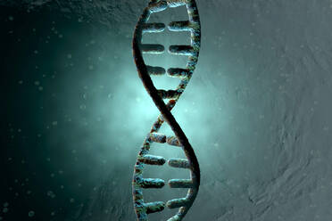 3D Rendered Illustration, visualization of a DNA double Helix which carry the genes of a biological organism - SPCF00422