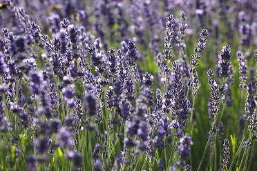 Full fame shot of fresh lavender flowers blooming outdoors - JTF01272