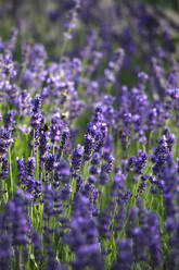 Close-up of fresh lavender flowers blooming outdoors - JTF01273