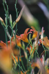 Nahaufnahme von frischen orangefarbenen Lilienblüten - JTF01274