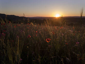 Frische Mohnblumen auf einem Feld gegen den Himmel bei Sonnenuntergang - SBDF04007