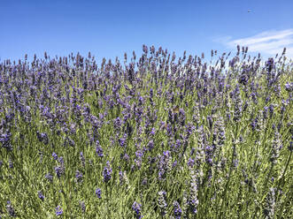 Close-up of fresh lavender flowers blooming in field against blue sky - SBDF04011