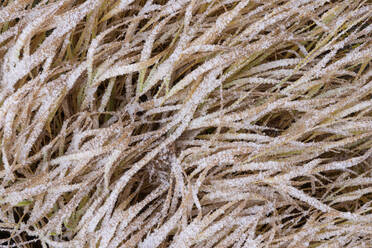 Grass with hoar frost - RUEF02255