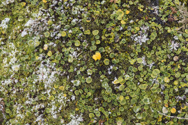 Vegetation with hoar frost - RUEF02257