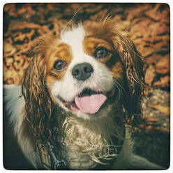 Cavalier King Charles Spaniel - PUF01693