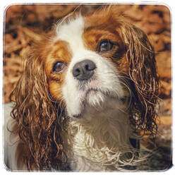 Cavalier King Charles Spaniel - PUF01694