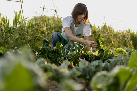 Frau arbeitet in ihrem Gemüsegarten, lizenzfreies Stockfoto