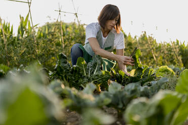 Woman working in her vegetable garden - MAUF02679