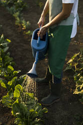 Frau bewässert Pflanzen im Garten - MAUF02690