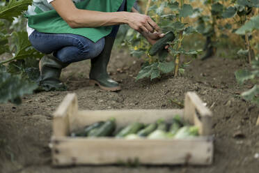 Woman with wooden box in garden - MAUF02693