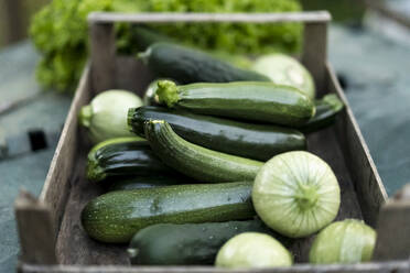 Zucchinis in Holzkiste - MAUF02702