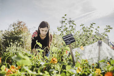 Young woman gardening - VGPF00048