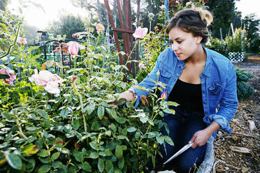 Gemischtrassige Frau, die Blumen im Garten untersucht - BLEF10520