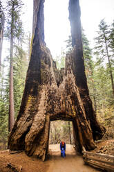 Kaukasische Mutter und Tochter unter einem alten Baum im Yosemite National Park, Kalifornien, Vereinigte Staaten - BLEF10630