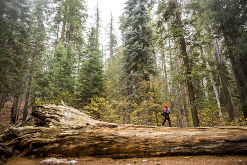 Kaukasisches Mädchen, das im Yosemite-Nationalpark spazieren geht, Kalifornien, Vereinigte Staaten - BLEF10631