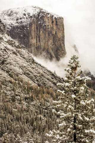 Verschneite Baumkronen und Berge im Yosemite-Nationalpark, Kalifornien, Vereinigte Staaten, lizenzfreies Stockfoto