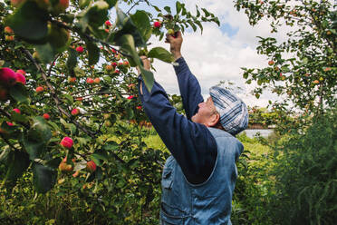 Kaukasischer Bauer pflückt Früchte vom Baum - BLEF10656