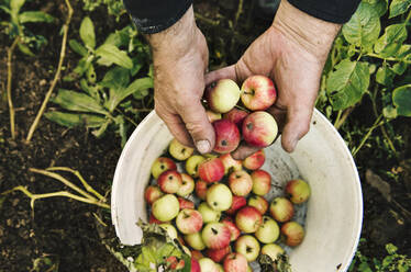 Kaukasischer Bauer hält Obst - BLEF10658