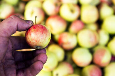 Nahaufnahme eines Bauern mit Apfel - BLEF10664